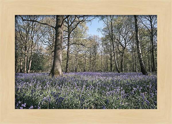 Bluebell Carpet Under Light Woodland