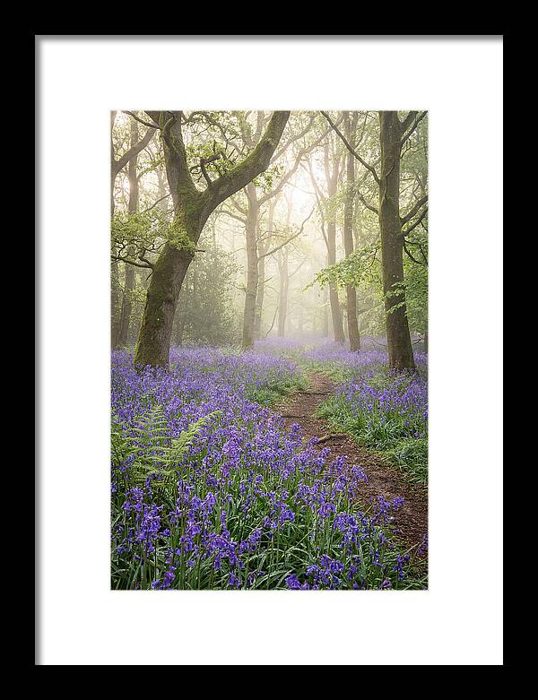 Bluebell English Wood