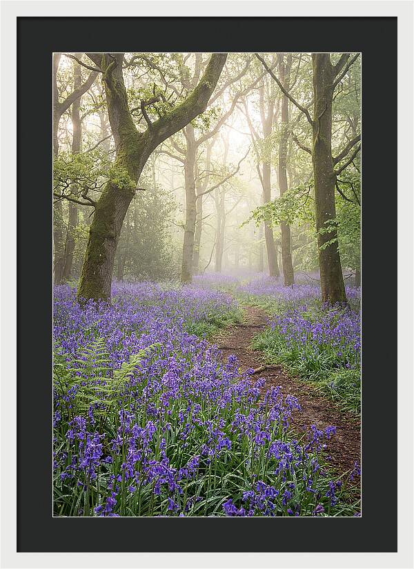Bluebell English Wood
