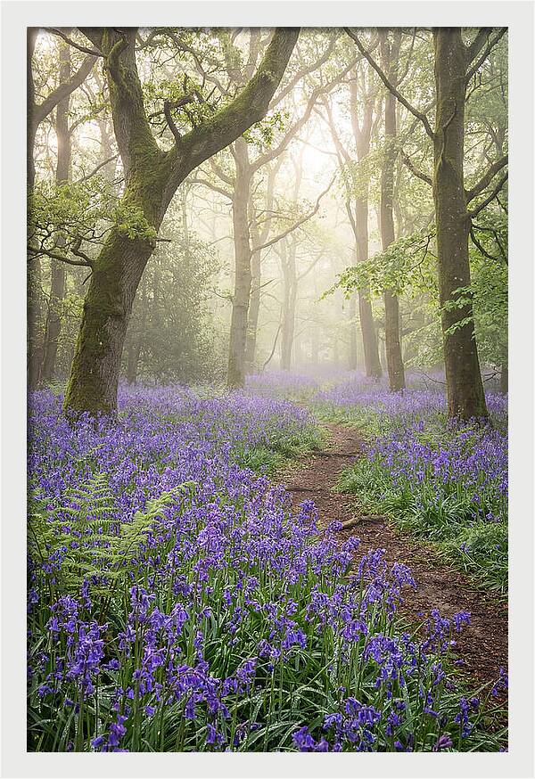 Bluebell English Wood