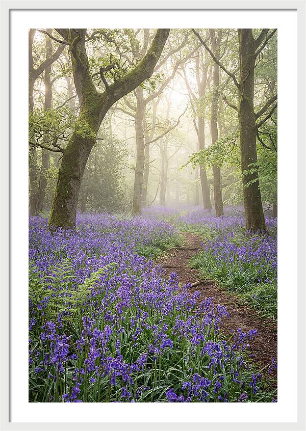 Bluebell English Wood