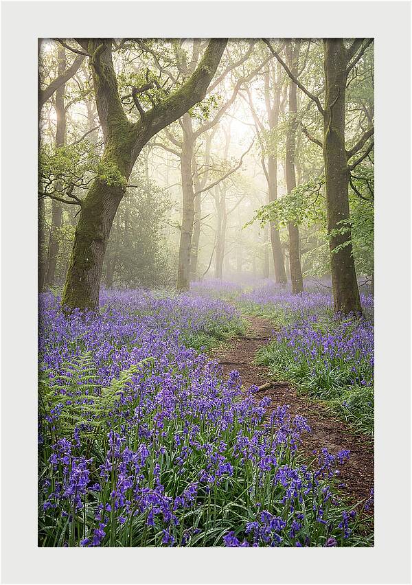 Bluebell English Wood