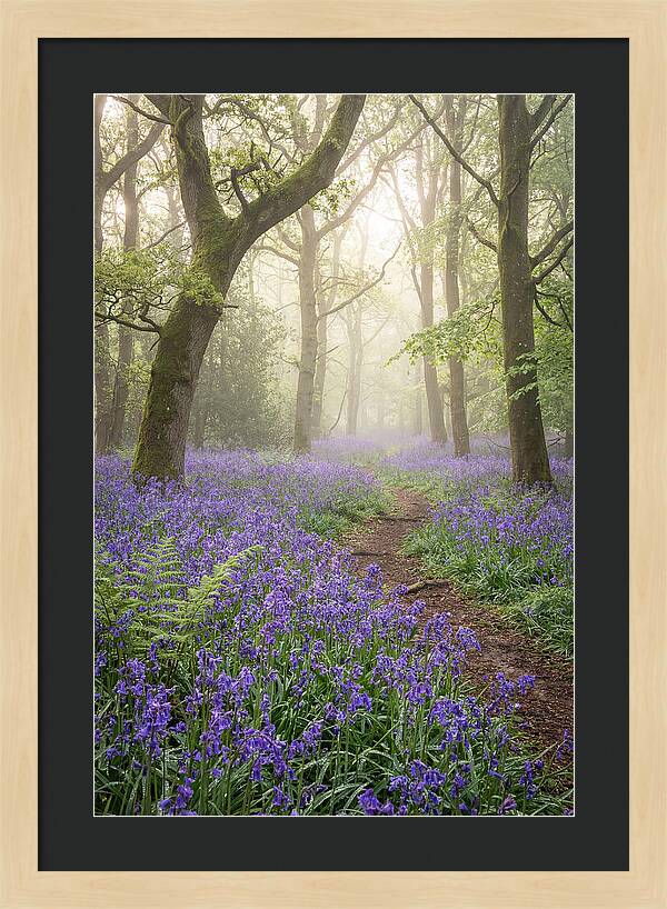 Bluebell English Wood