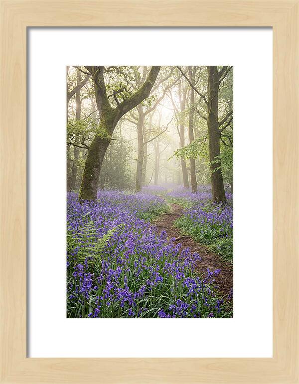 Bluebell English Wood