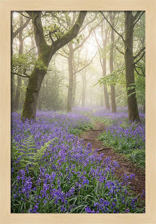 Bluebell English Wood