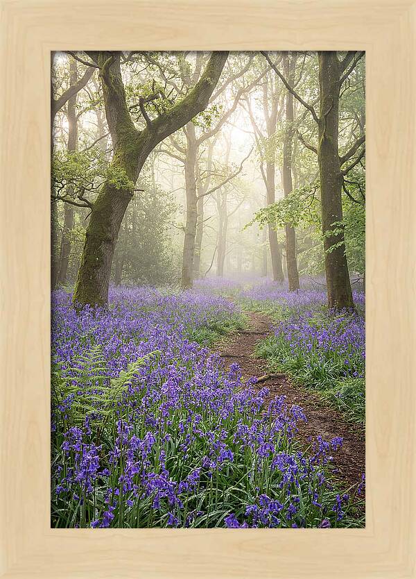 Bluebell English Wood
