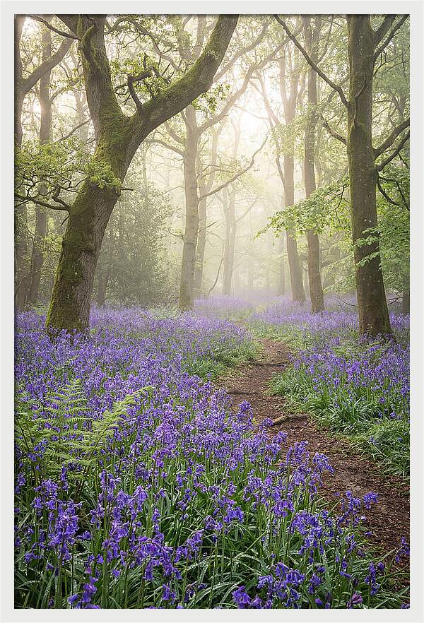 Bluebell English Wood