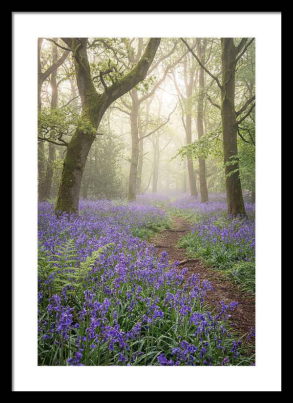 Bluebell English Wood