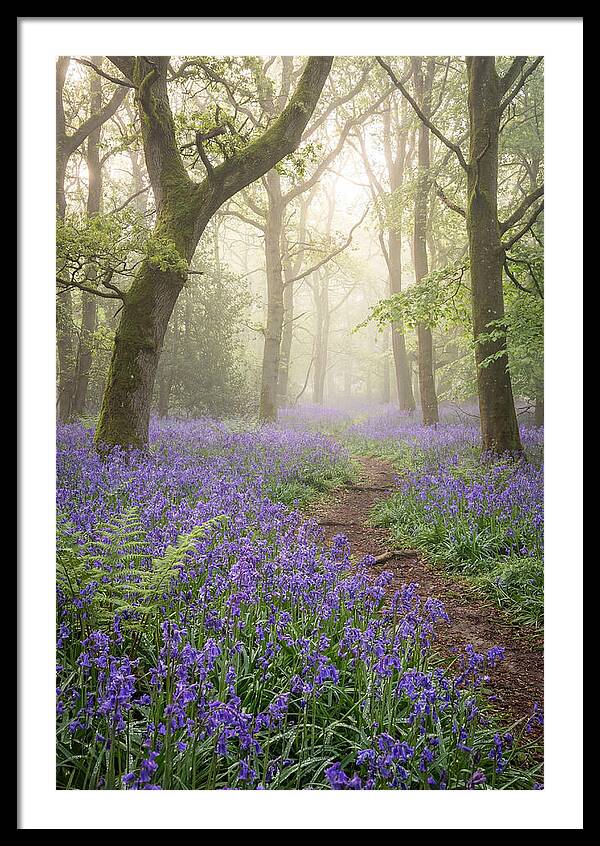 Bluebell English Wood