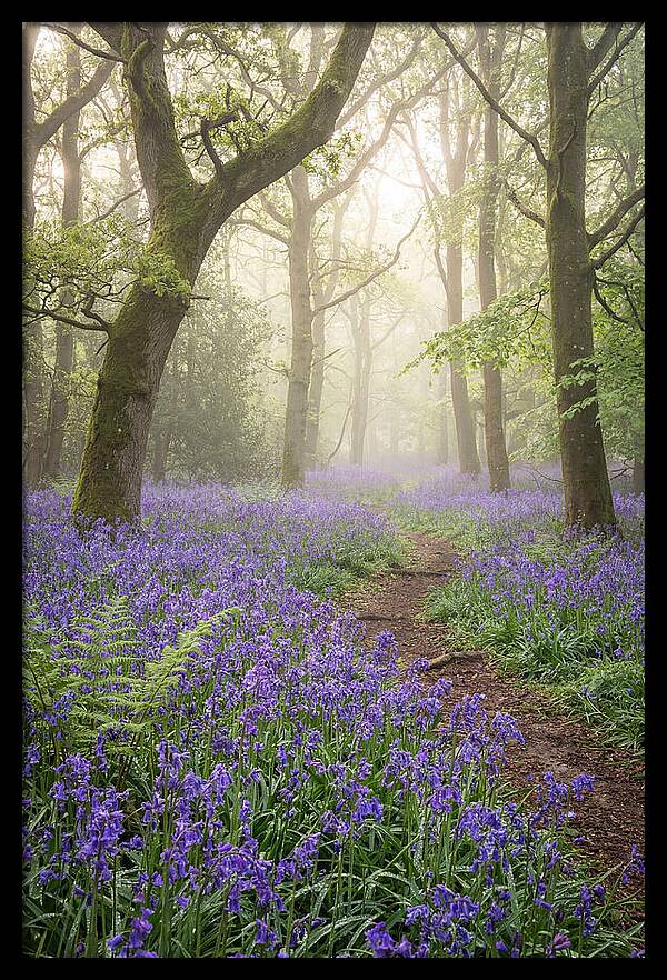 Bluebell English Wood