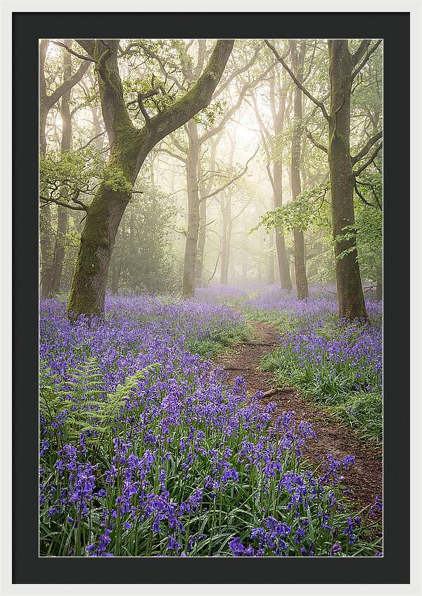 Bluebell English Wood