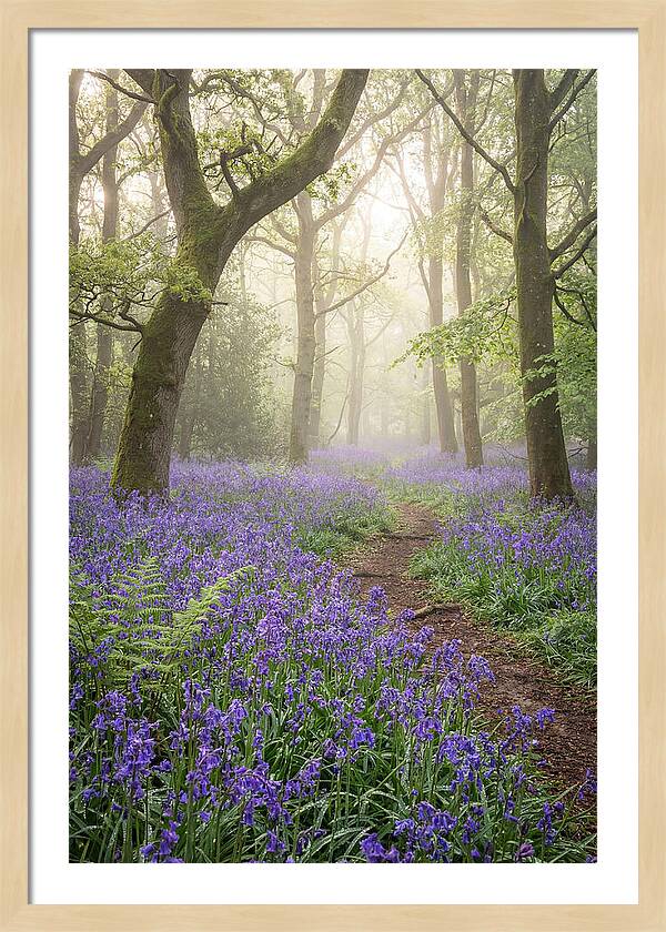 Bluebell English Wood
