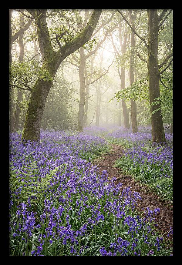 Bluebell English Wood