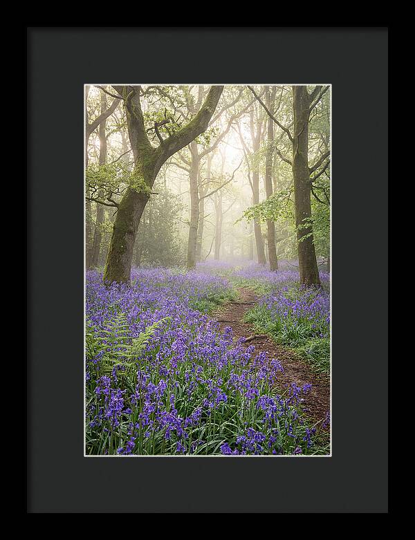 Bluebell English Wood