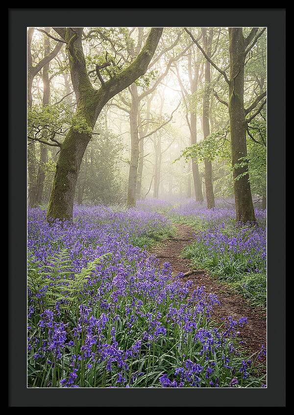 Bluebell English Wood