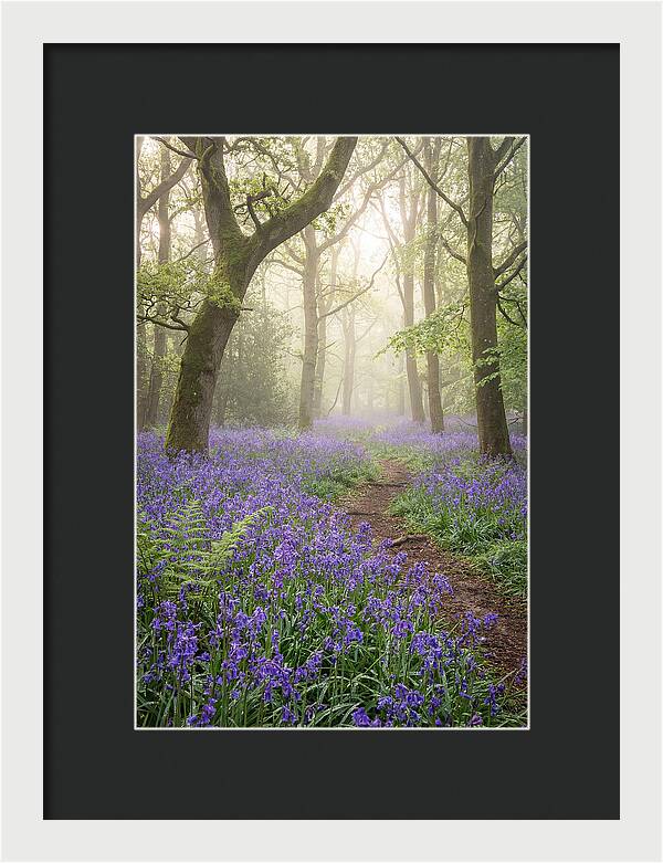 Bluebell English Wood