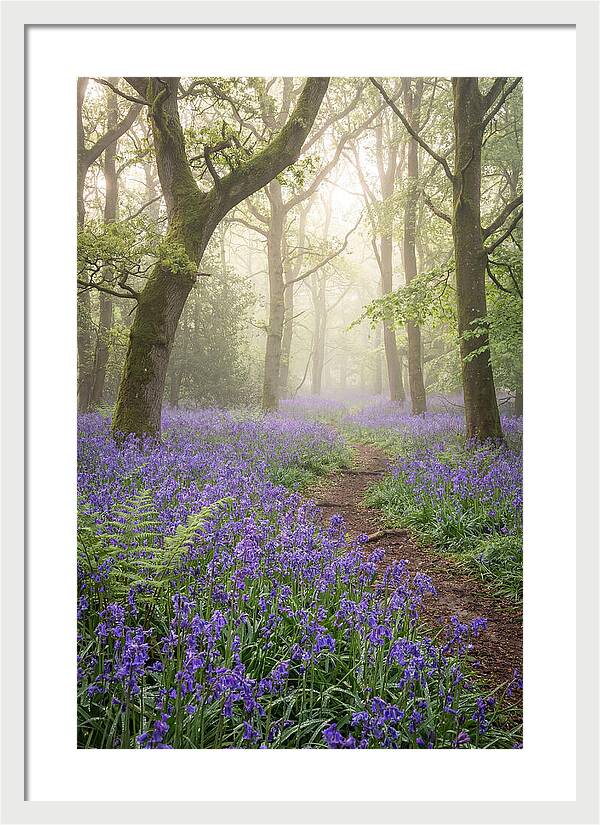 Bluebell English Wood
