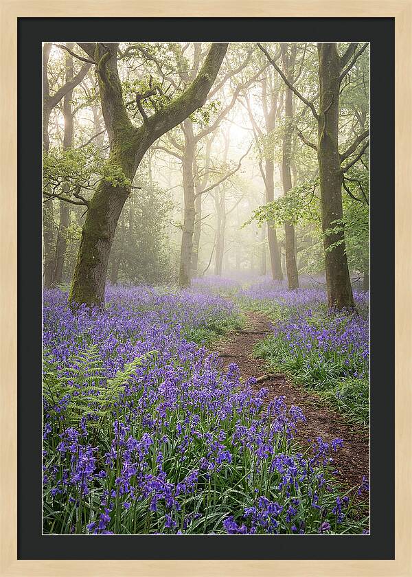 Bluebell English Wood