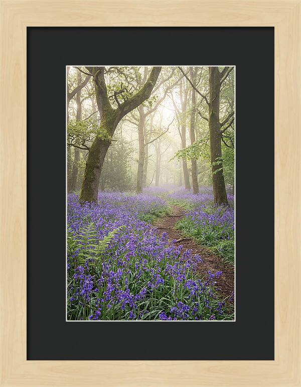 Bluebell English Wood