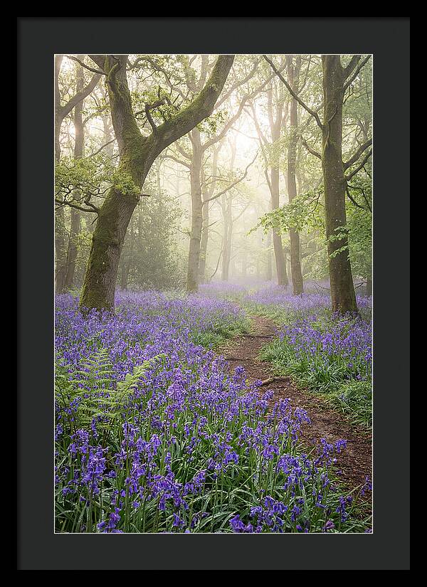 Bluebell English Wood