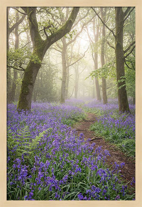 Bluebell English Wood