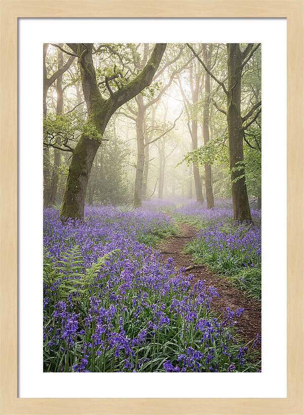 Bluebell English Wood