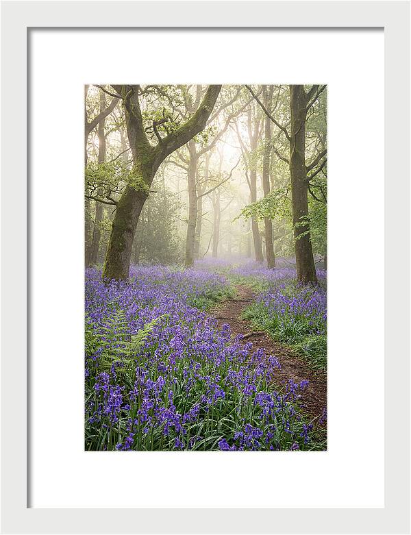 Bluebell English Wood