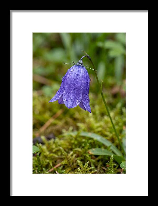 Bluebell In The Woods