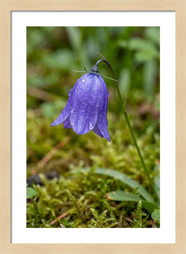 Bluebell In The Woods