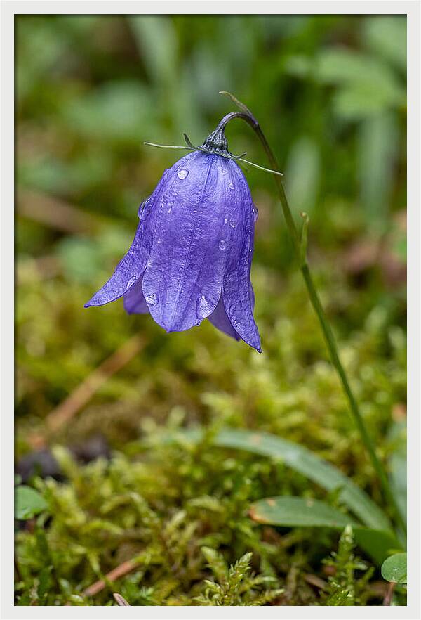 Bluebell In The Woods