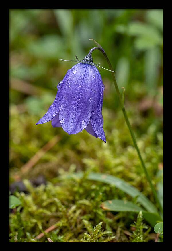 Bluebell In The Woods