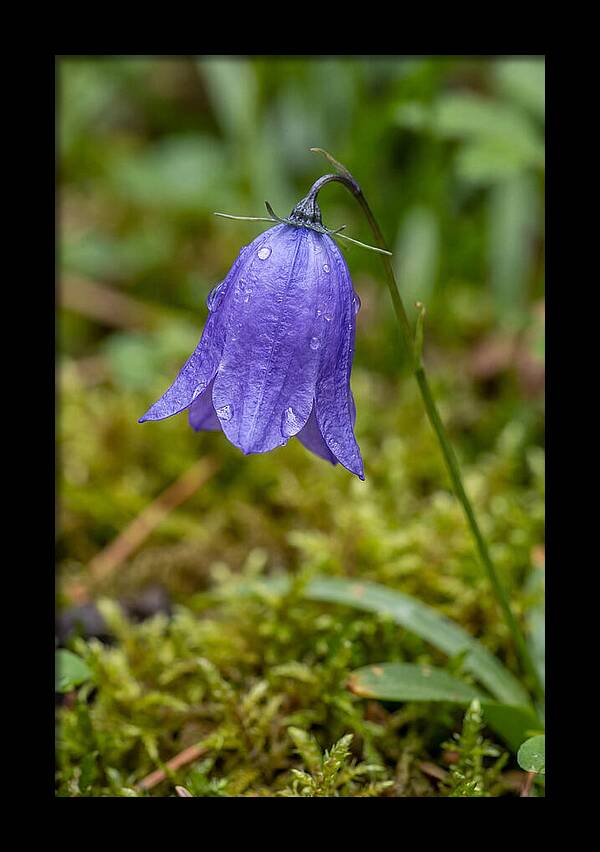 Bluebell In The Woods