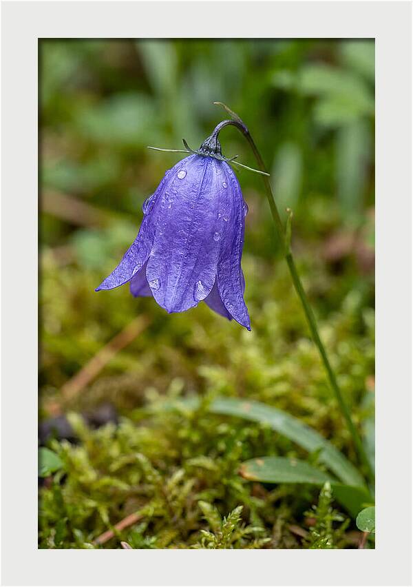 Bluebell In The Woods