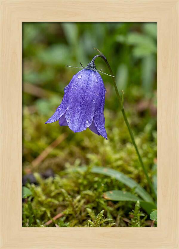 Bluebell In The Woods