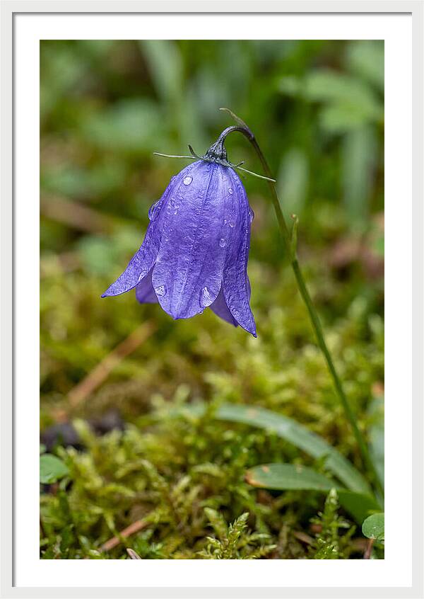 Bluebell In The Woods