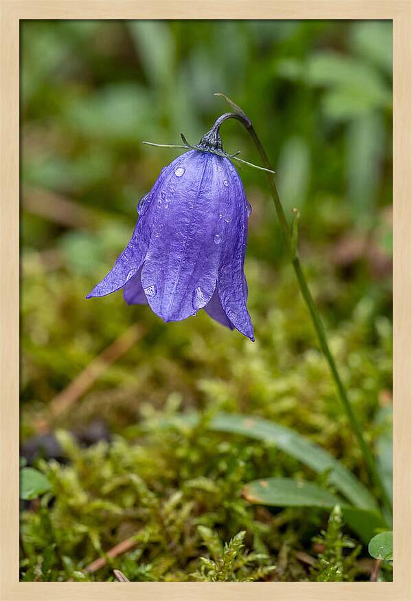 Bluebell In The Woods