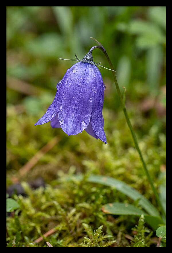 Bluebell In The Woods