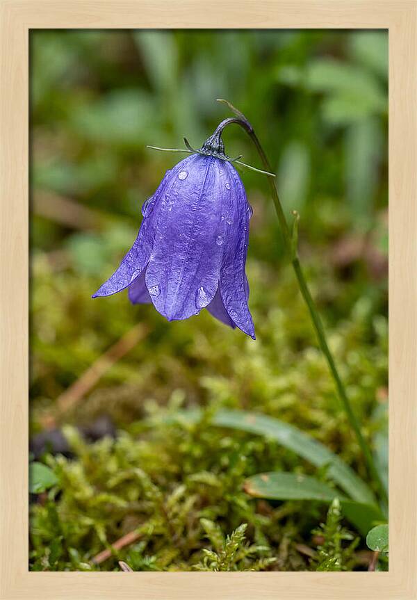 Bluebell In The Woods