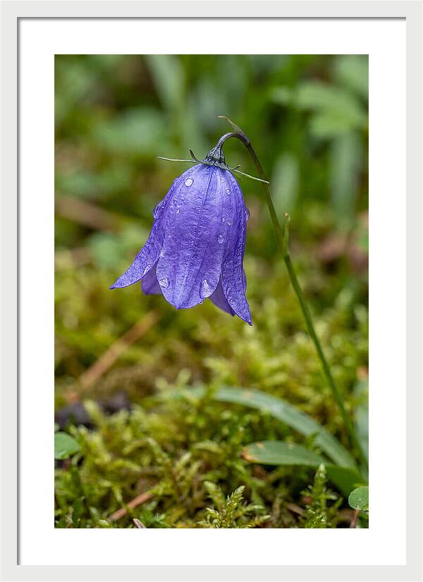 Bluebell In The Woods