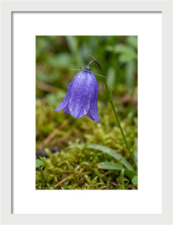 Bluebell In The Woods