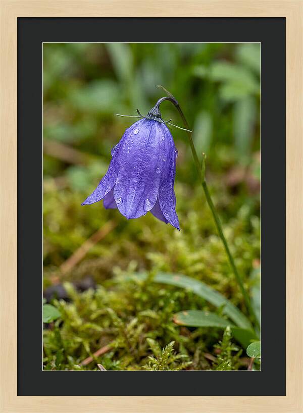 Bluebell In The Woods
