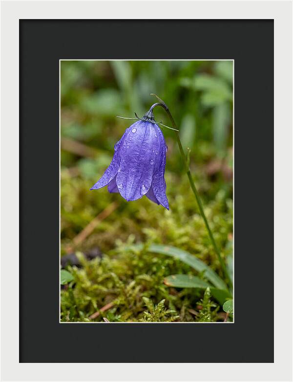 Bluebell In The Woods