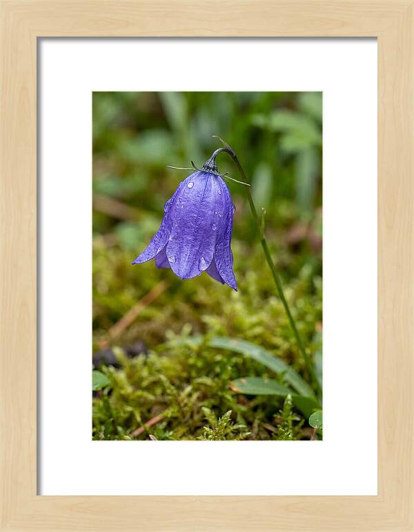 Bluebell In The Woods