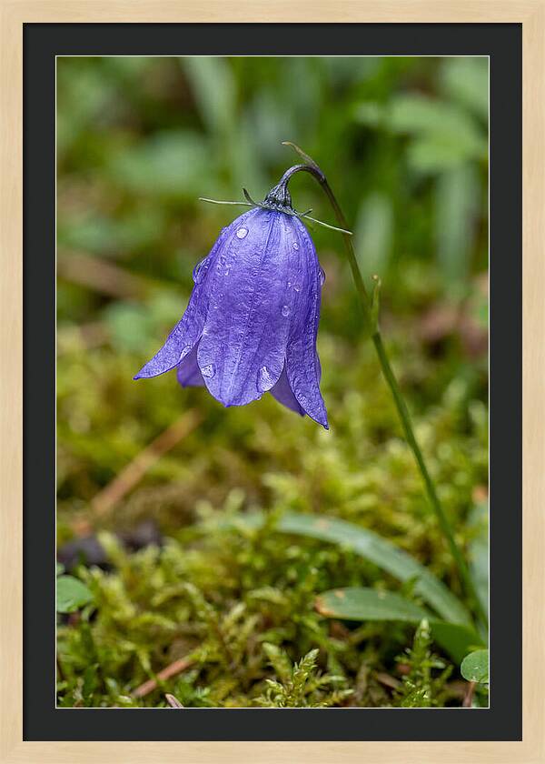 Bluebell In The Woods
