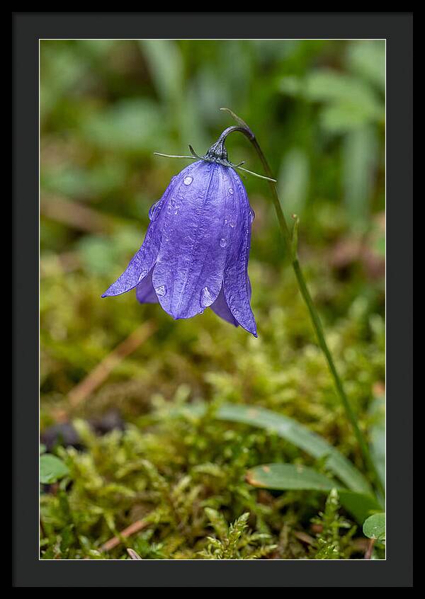 Bluebell In The Woods