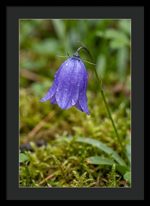Bluebell In The Woods