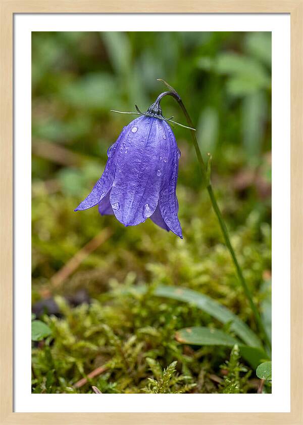 Bluebell In The Woods