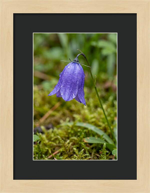 Bluebell In The Woods