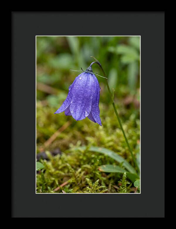 Bluebell In The Woods