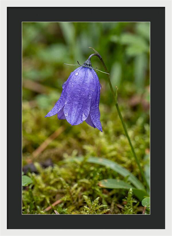 Bluebell In The Woods